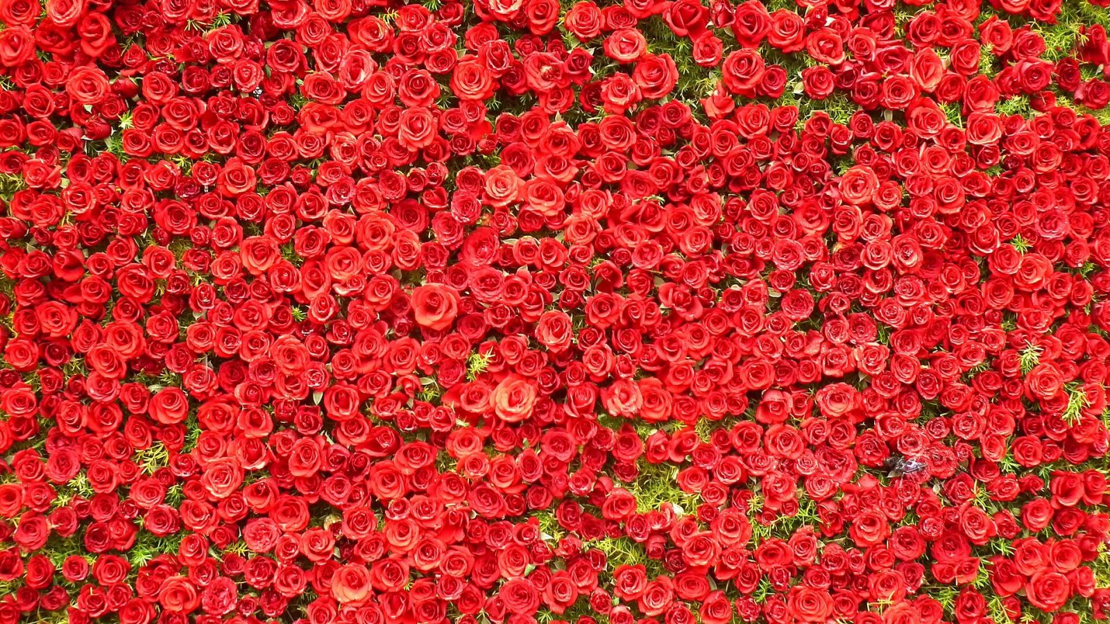 A whole wall of red roses